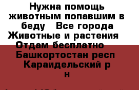 Нужна помощь животным попавшим в беду - Все города Животные и растения » Отдам бесплатно   . Башкортостан респ.,Караидельский р-н